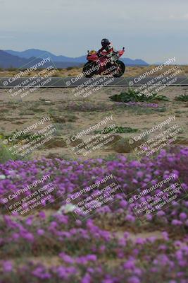 media/Jan-14-2023-SoCal Trackdays (Sat) [[497694156f]]/Turn 14 Exit Bloomig (145pm)/